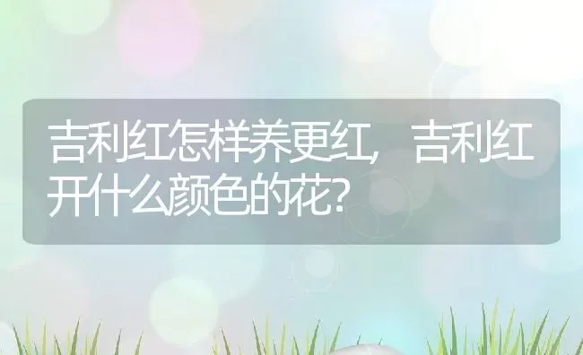 吉利红怎样养更红,吉利红开什么颜色的花？ | 养殖常见问题