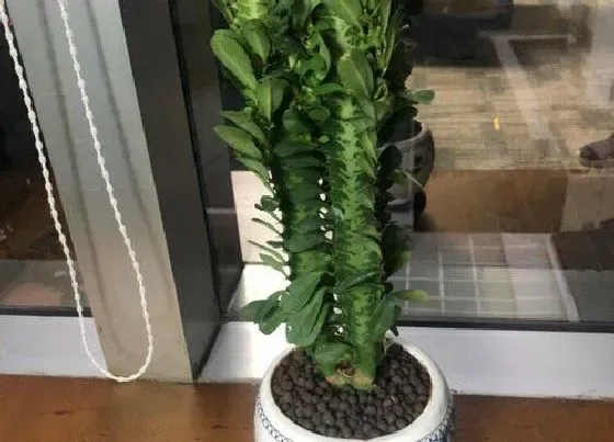 植物常识问题|这才是养殖龙骨的正确方法