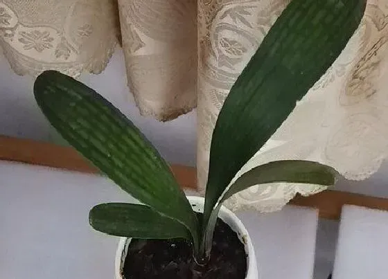 植物常识问题|君子兰浇水方法