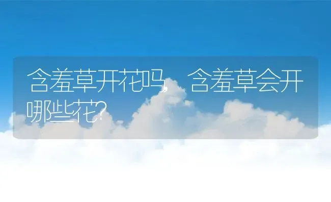 含羞草开花吗,含羞草会开哪些花？ | 养殖常见问题