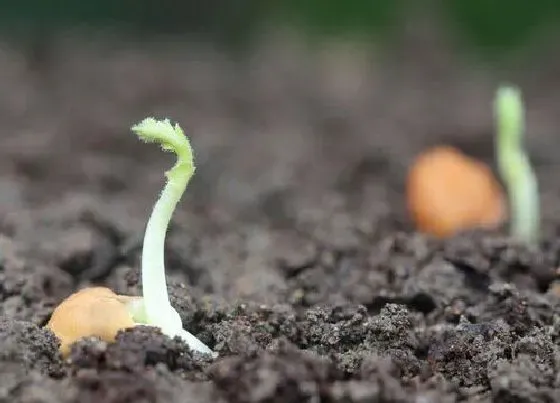 植物常识问题|种子的生长过程