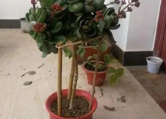 植物常识问题|落地生根嫁接长寿花的方法