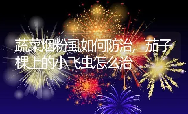 蔬菜烟粉虱如何防治,茄子棵上的小飞虫怎么治 | 养殖常见问题