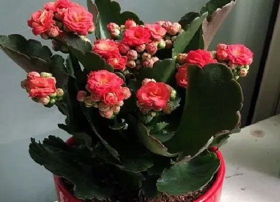 植物常识问题|立秋以后如何养护长寿花能保证花量更多