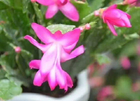 植物常识问题|蟹爪兰怎么养殖不久满盆开花