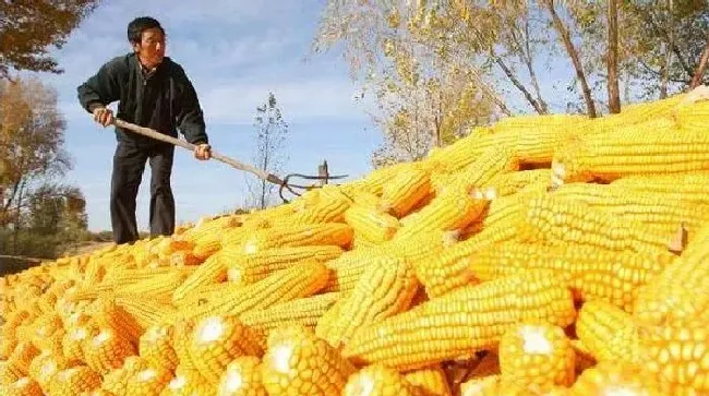 植物常识问题|玉米主要病虫害的病症及防治措施（种玉米注意什么病虫害）