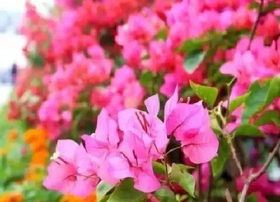 植物常识问题|夏季杜鹃栽种如何避免落叶现象