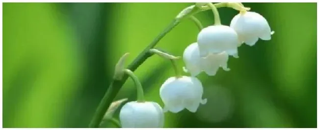 玲兰花种植方法和时间一般是什么季节开花 | 生活常识