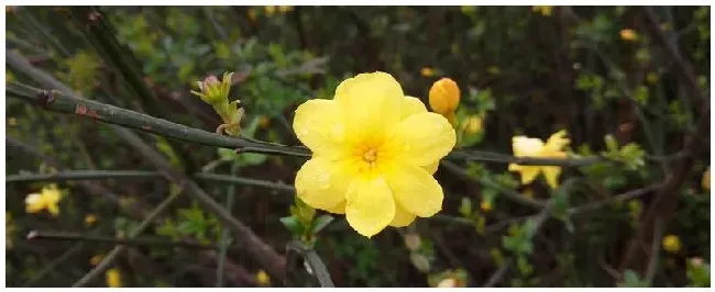 甘肃迎春花的特点 | 农业问题