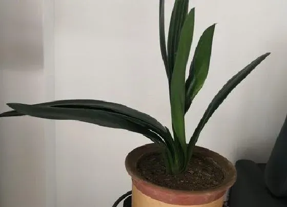 植物常识问题|池塘水怎么养君子兰越长越旺