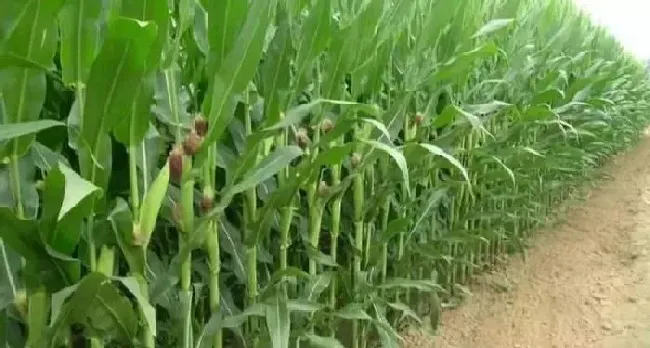 植物常识问题|玉米主要病虫害的病症及防治措施（种玉米注意什么病虫害）