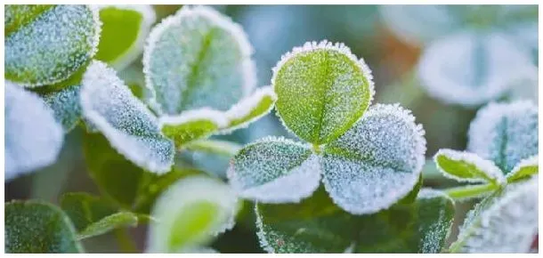 三叶草种植注意事项 | 生活常识