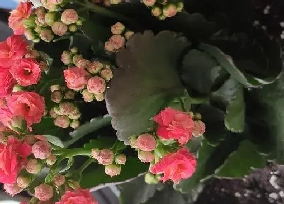 植物常识问题|长寿花如何施肥避免黄叶花朵掉光光