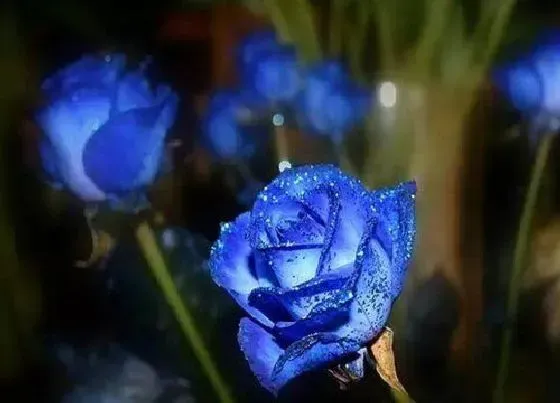 植物常识问题|情人节送什么花好 给女朋友送什么鲜花合适