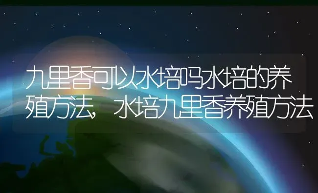 九里香可以水培吗水培的养殖方法,水培九里香养殖方法 | 养殖常见问题