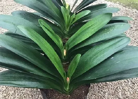 植物常识问题|君子兰好养吗