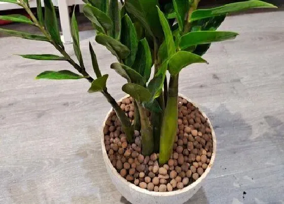 植物常识问题|金钱树反复烂根如何解决