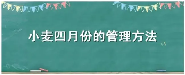 小麦四月份的管理方法 | 农业常识