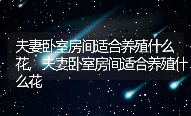 夫妻卧室房间适合养殖什么花,夫妻卧室房间适合养殖什么花 | 养殖常见问题