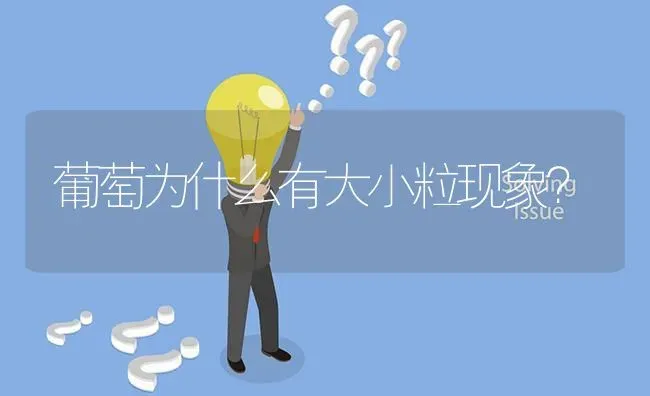 葡萄为什么有大小粒现象? | 养殖问题解答