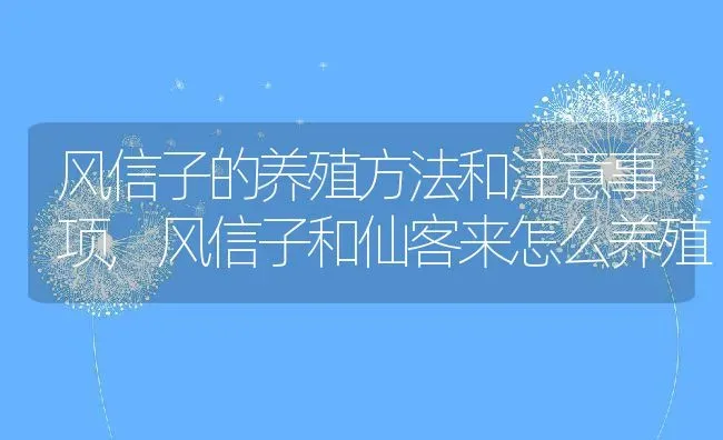 风信子的养殖方法和注意事项,风信子和仙客来怎么养殖 | 养殖常见问题