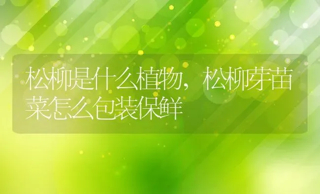 松柳是什么植物,松柳芽苗菜怎么包装保鲜 | 养殖常见问题