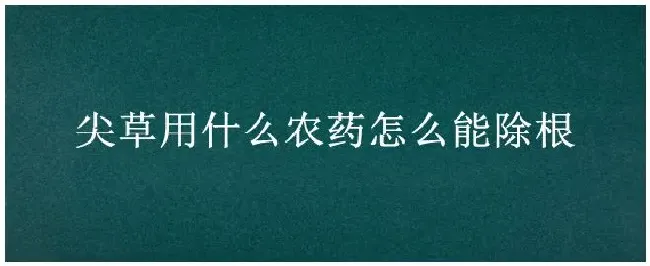 尖草用什么农药怎么能除根 | 农业问题