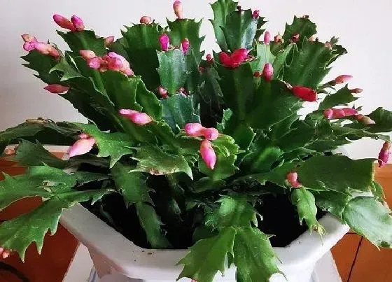 植物常识问题|蟹爪兰怎么养殖不久满盆开花