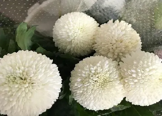 植物常识问题|菊花花期后怎么养护管理