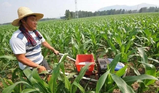 植物常识问题|玉米种植追肥方法及最佳时间（玉米苗期施肥用什么肥好）