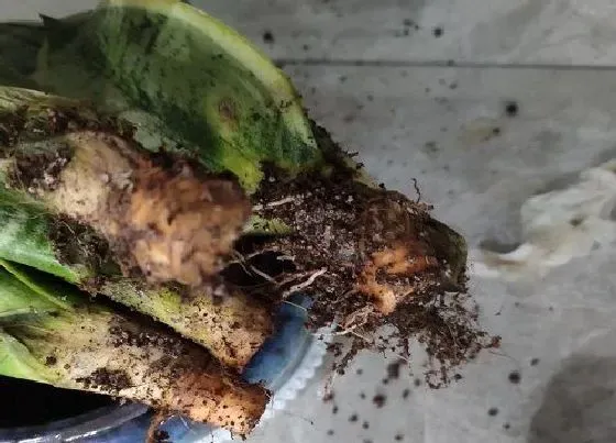 植物常识问题|冬天养虎皮兰容易烂根怎么办