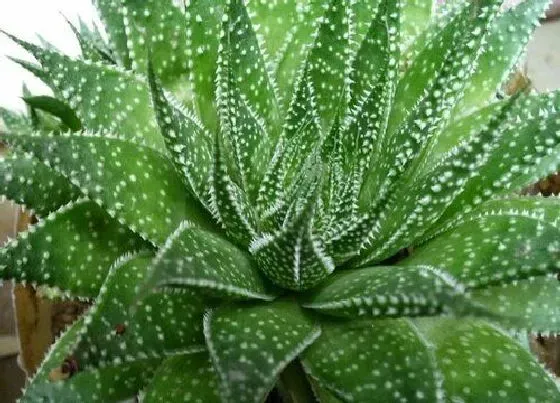 植物常识问题|芦荟长得慢怎么办  怎样才能让芦荟长得很肉很肥