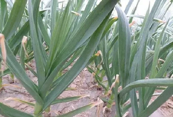 植物常识问题|大蒜根部腐烂什么原因造成（种的大蒜发生烂根怎么回事）