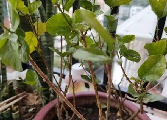 植物常识问题|茉莉花如何扦插成活率高