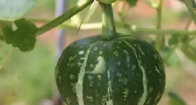 植物常识问题|板栗南瓜怎样种植和管理技术（盆栽栽种板栗南瓜技巧）