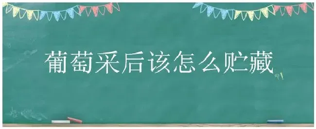 葡萄采后该怎么贮藏 | 三农答疑