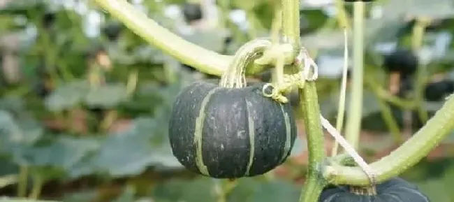 植物常识问题|板栗南瓜怎样种植和管理技术（盆栽栽种板栗南瓜技巧）