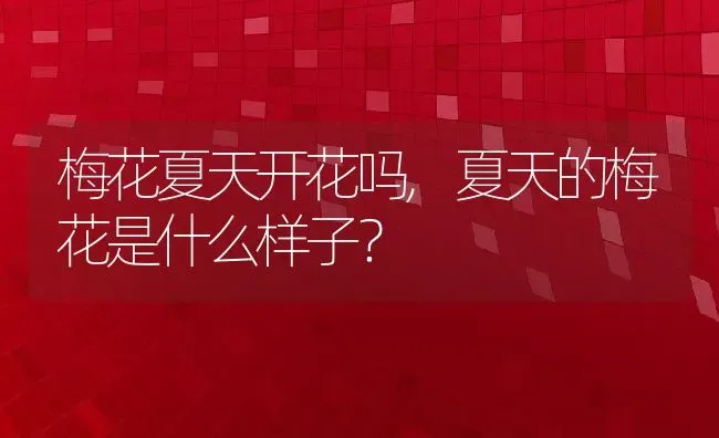 梅花夏天开花吗,夏天的梅花是什么样子？ | 养殖常见问题