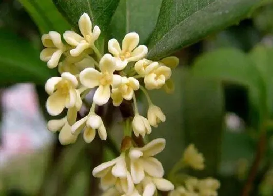 植物常识问题|桂花怎么养护花开百朵满屋香