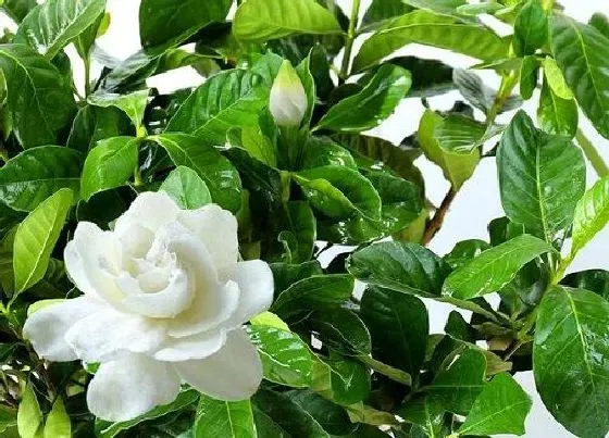 植物常识问题|情人节送什么花好 给女朋友送什么鲜花合适