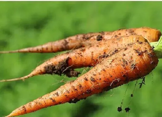 植物常识问题|胡萝卜的种植方法