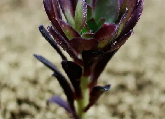 植物常识问题|春季如何养护黑法师长得快