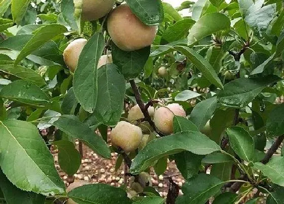 植物常识问题|苹果品种排名 有多少品种