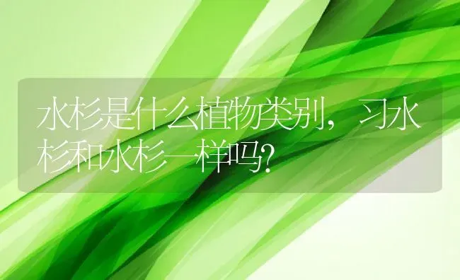 水杉是什么植物类别,习水杉和水杉一样吗？ | 养殖常见问题