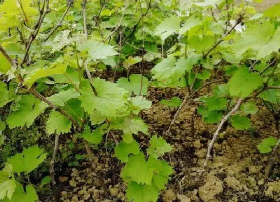 植物常识问题|葡萄幼苗施肥用什么肥料好（新栽葡萄苗期需要怎样施肥）