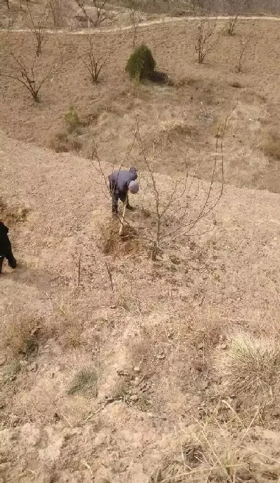 植物常识问题|果园如何进行春季清园（果树春季清园的主要内容及方法）