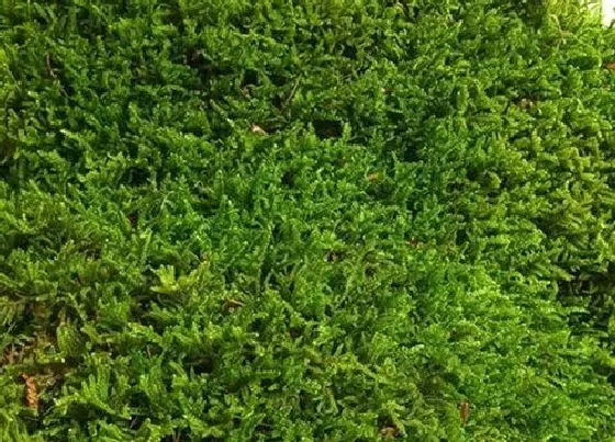植物常识问题|苔鲜怎么养护兰花越长越旺