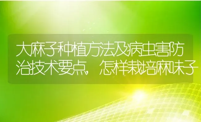 大麻子种植方法及病虫害防治技术要点,怎样栽培麻味子 | 养殖常见问题