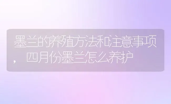 墨兰的养殖方法和注意事项,四月份墨兰怎么养护 | 养殖常见问题