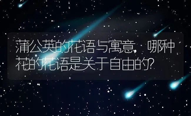 蒲公英的花语与寓意,哪种花的花语是关于自由的？ | 养殖常见问题